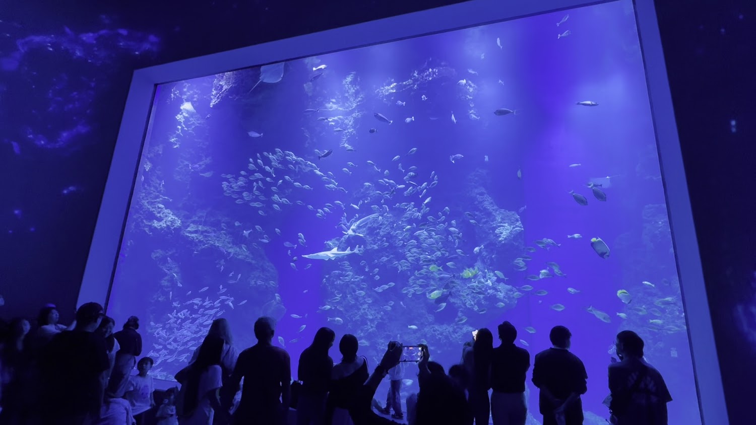 大型水族館展示區與觀眾