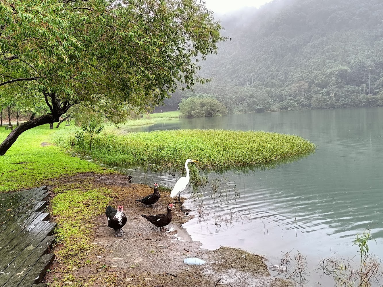 梅花湖濕地與鴨鳥景色