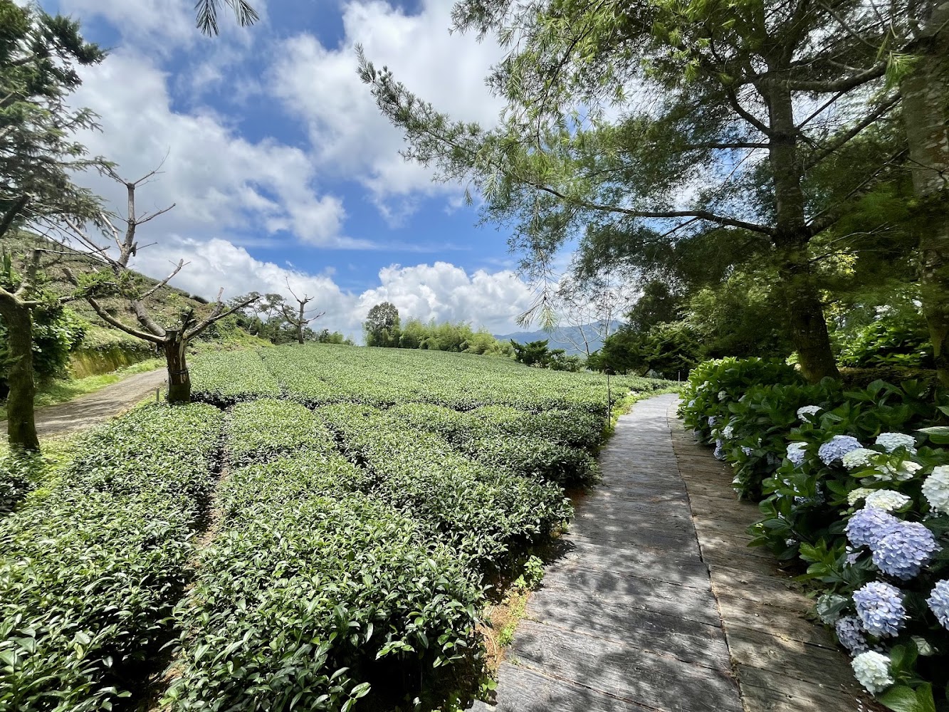 茶園石板路與繡球花