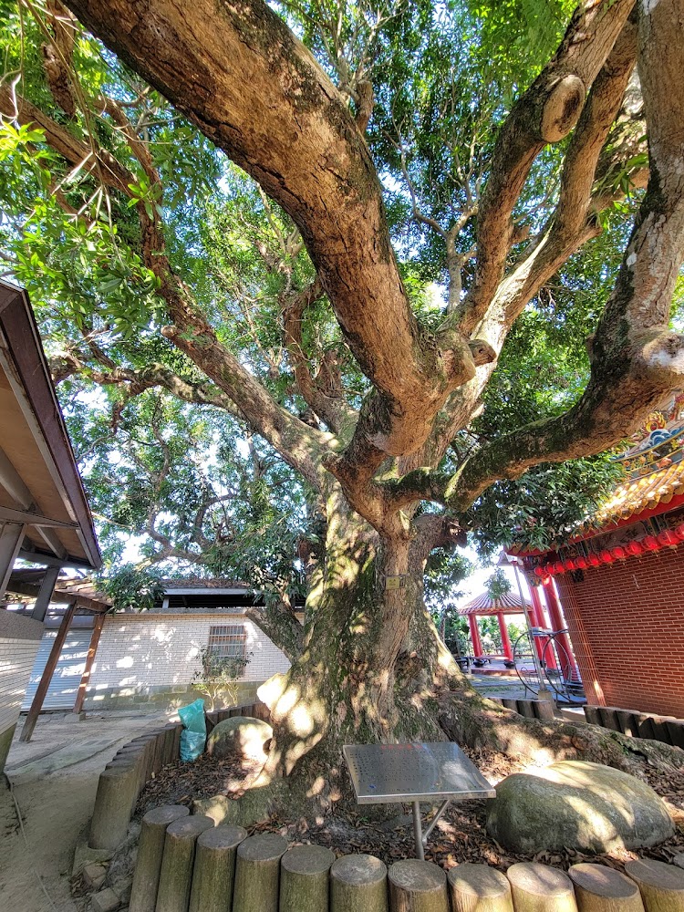 巨大茂盛老樹與周邊廟宇建築