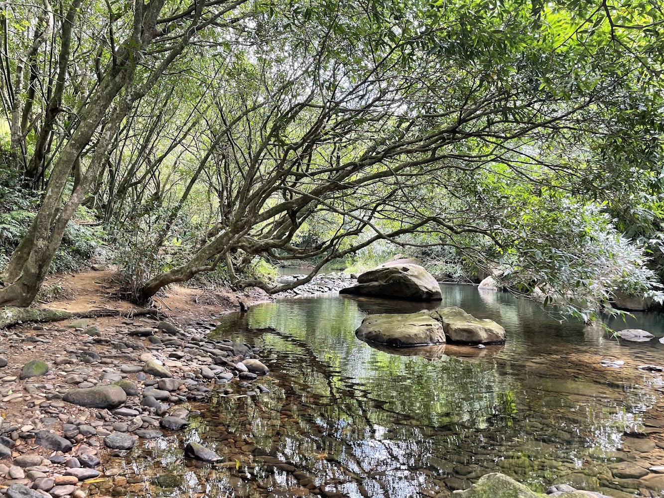 虎霸潭溪水清澈樹枝橫跨水面
