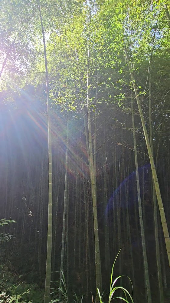 木馬古道竹林光影