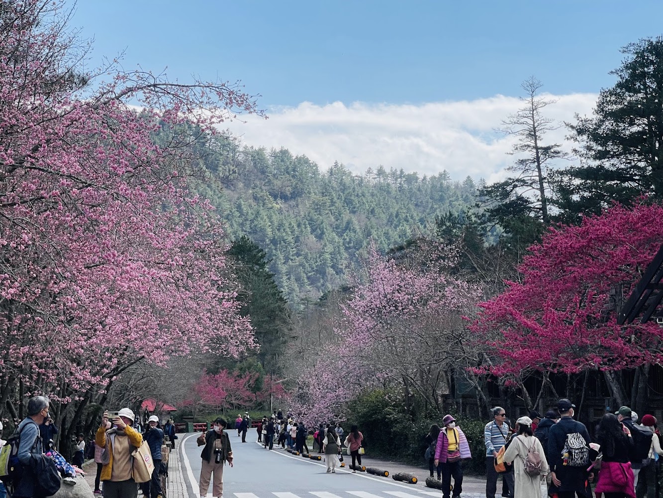 春季櫻花盛開與遊客賞花景象