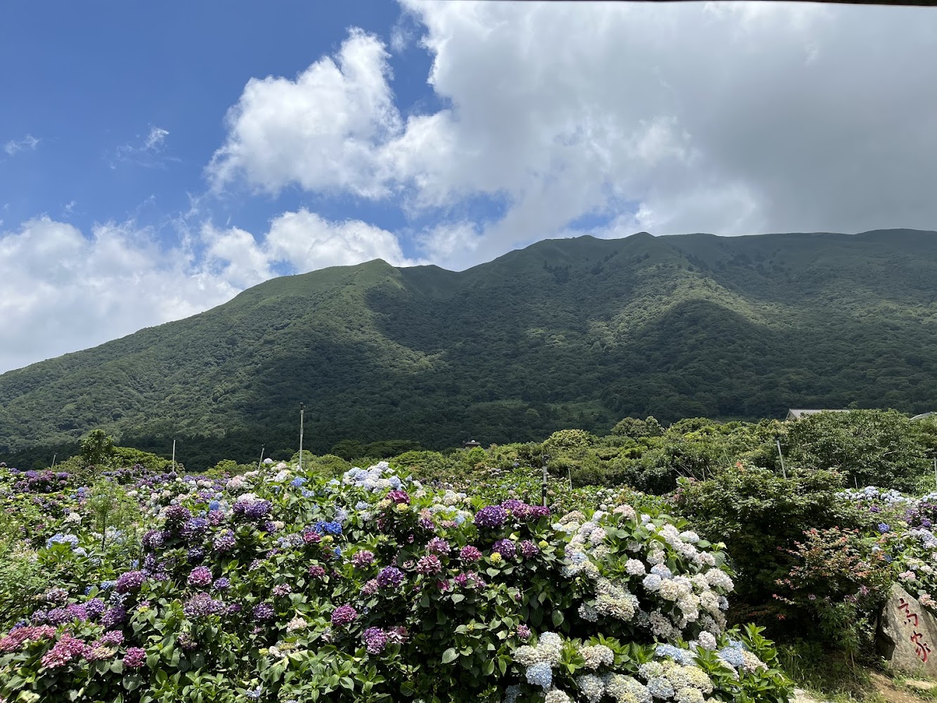 繡球花田與山脈藍天白雲景色