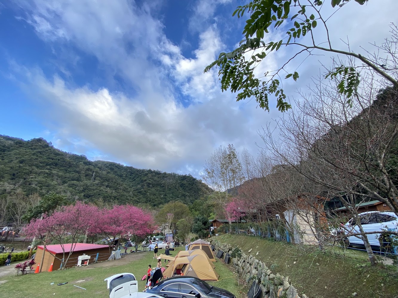 楓林露營區櫻花季山間帳篷景觀