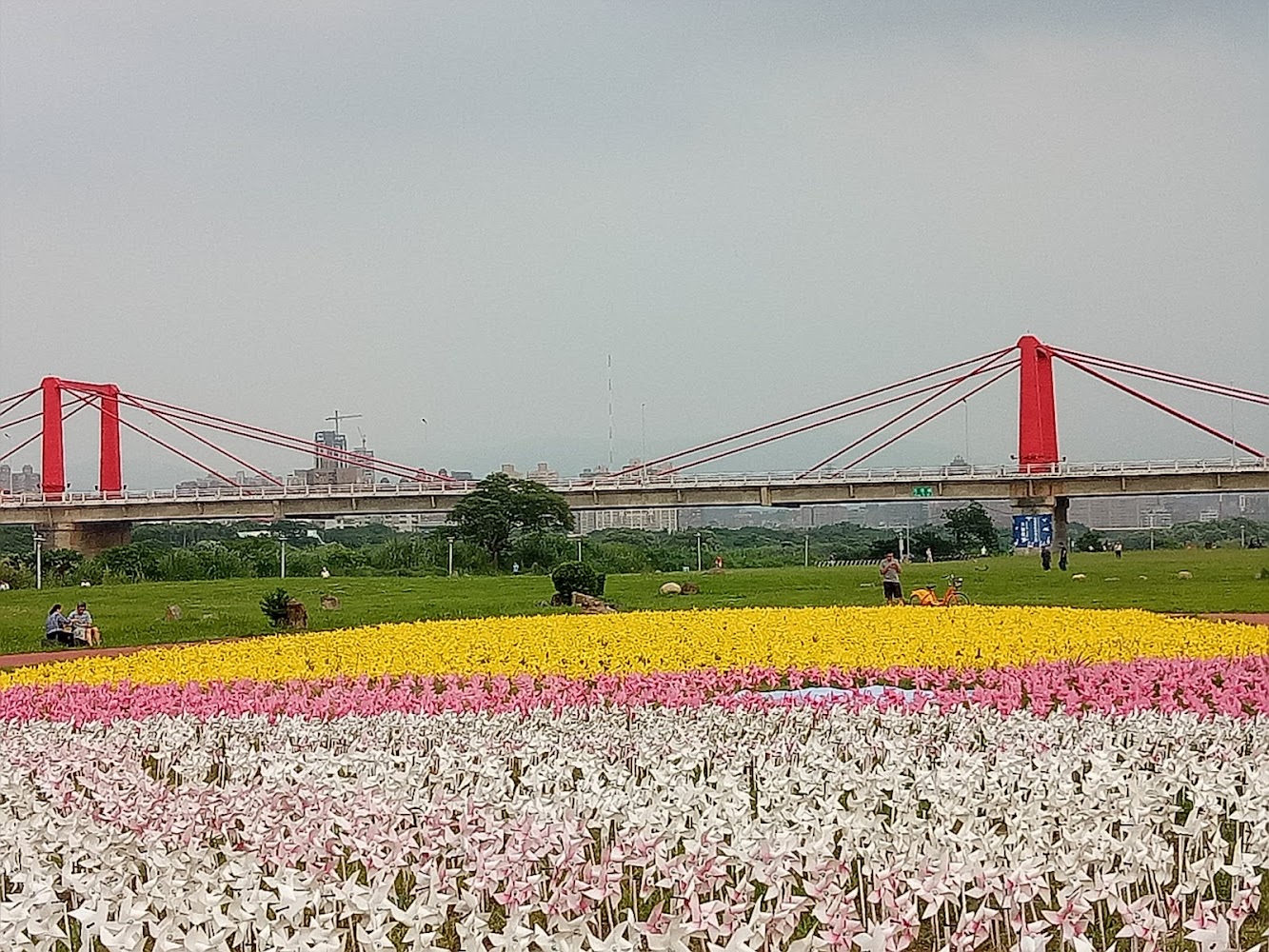 蝴蝶公園地景花海的風車花田