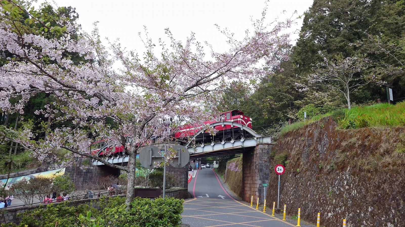 阿里山小火車紅色車廂駛過橋樑，旁邊粉色櫻花盛開