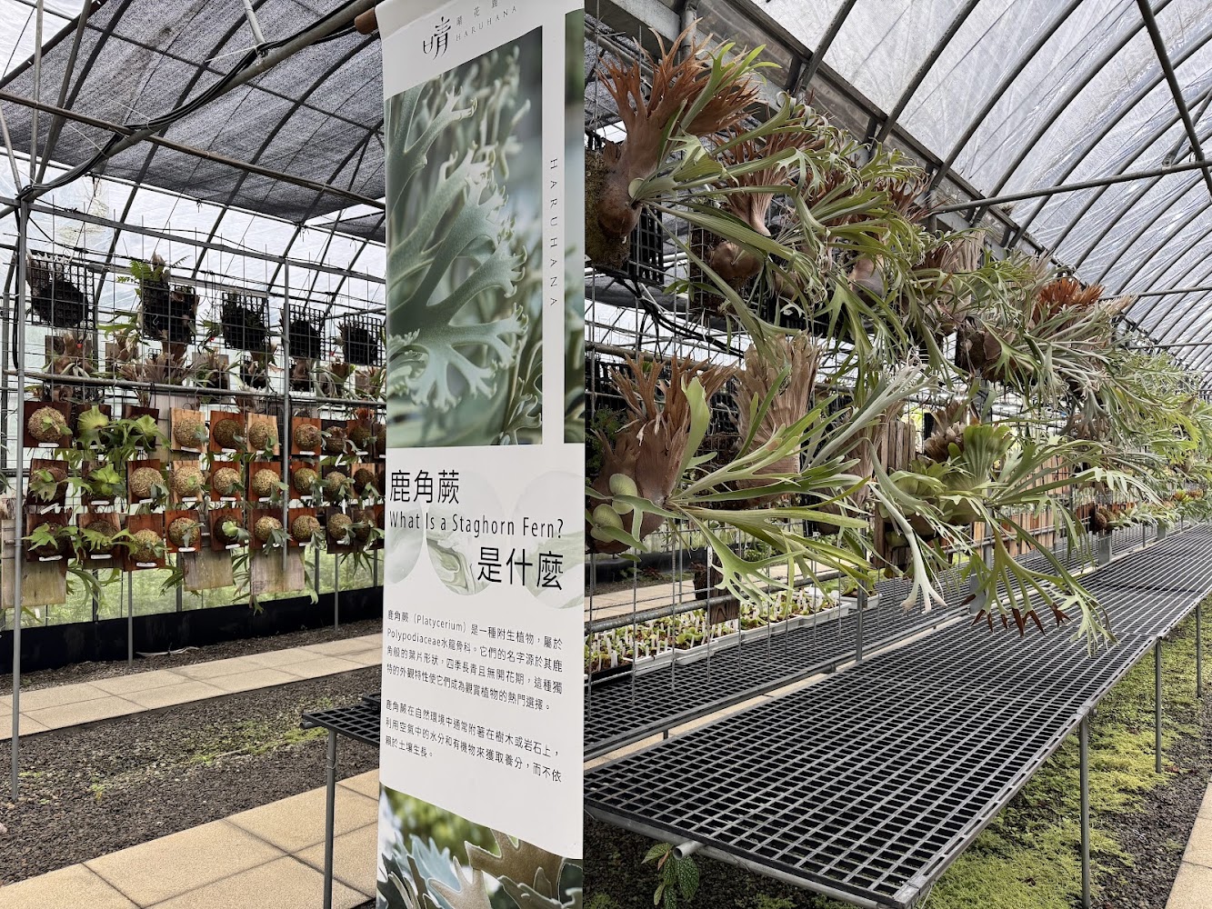 鹿角蕨介紹看板與展示區
