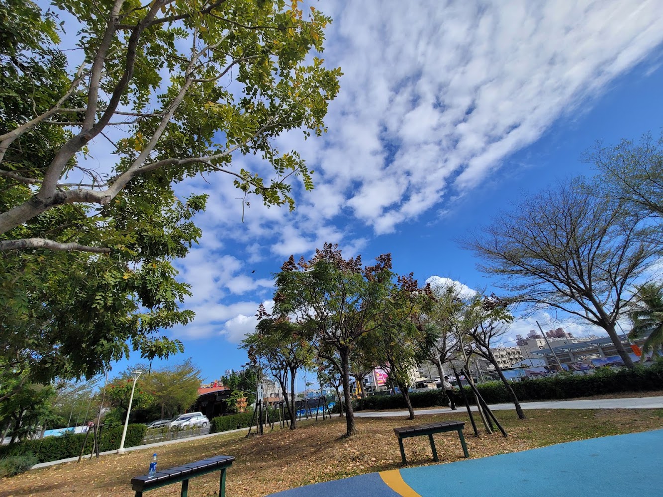公園景色有樹木藍天白雲長椅和遠處建築物