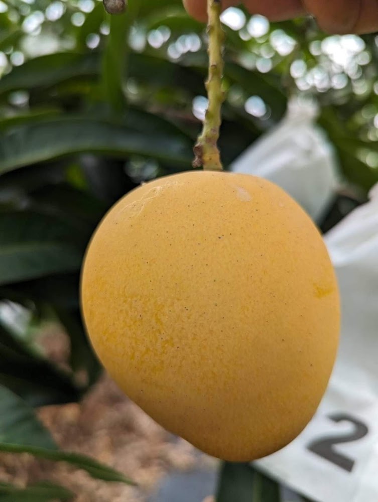 特寫成熟的黃色芒果掛在樹上