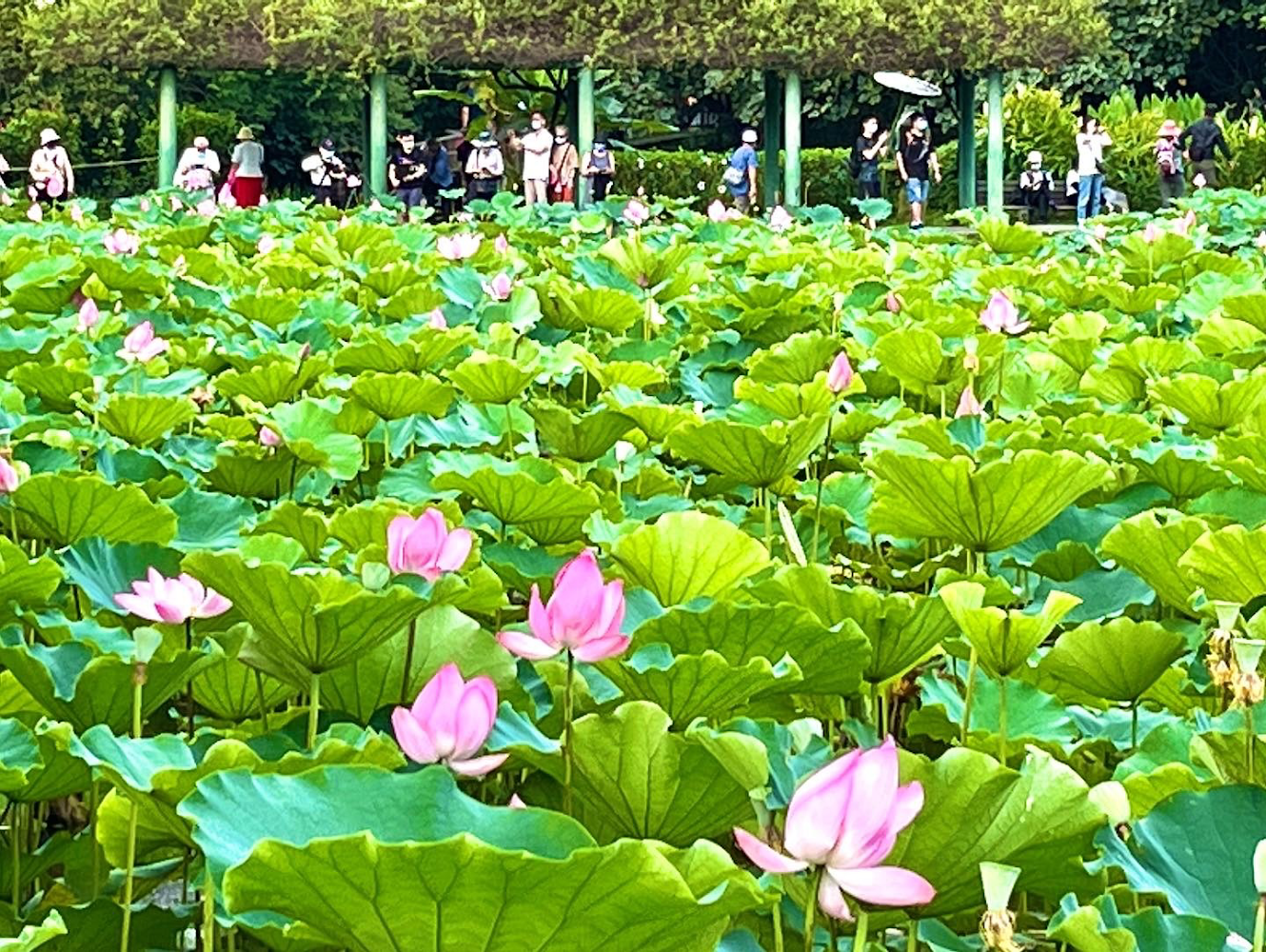 植物園荷花池盛開與遊客拍照景象
