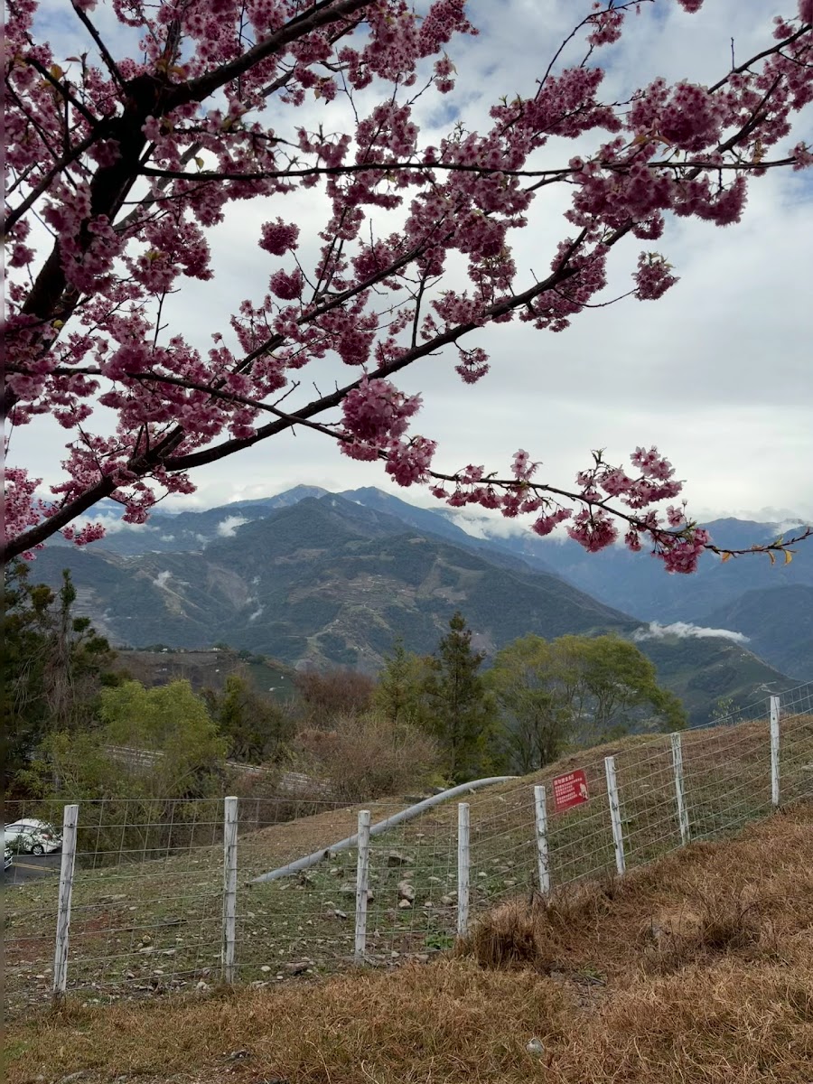 清境農場春季富士櫻盛開牧場山景