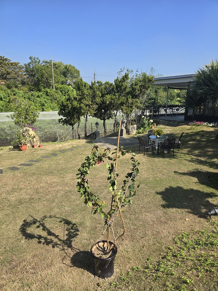 這張圖片主要展示一個戶外花園，有一盆心型藤蔓植物作為焦點，遠處有樹木、戶外桌椅和溫室，環境自然且氛圍悠閒，圖片無明顯浮水印。