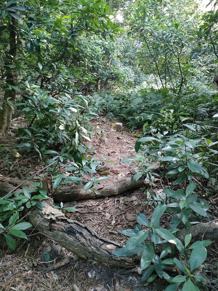 下圭柔山樹林步道與界樁