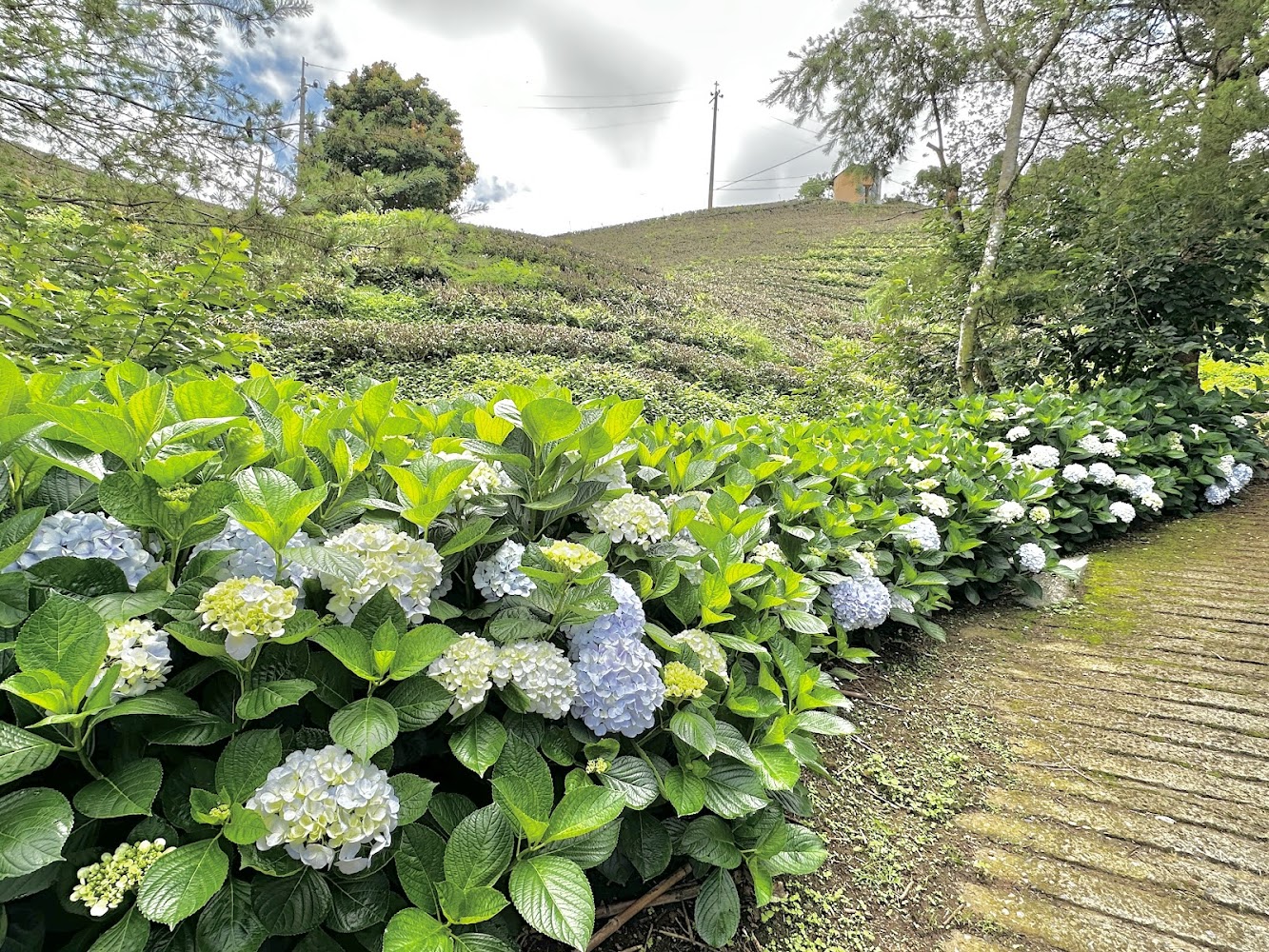 茶園旁繡球花步道全景