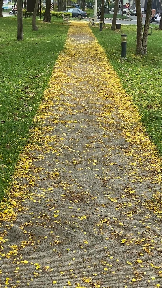 鋪滿黃色花瓣的公園小徑
