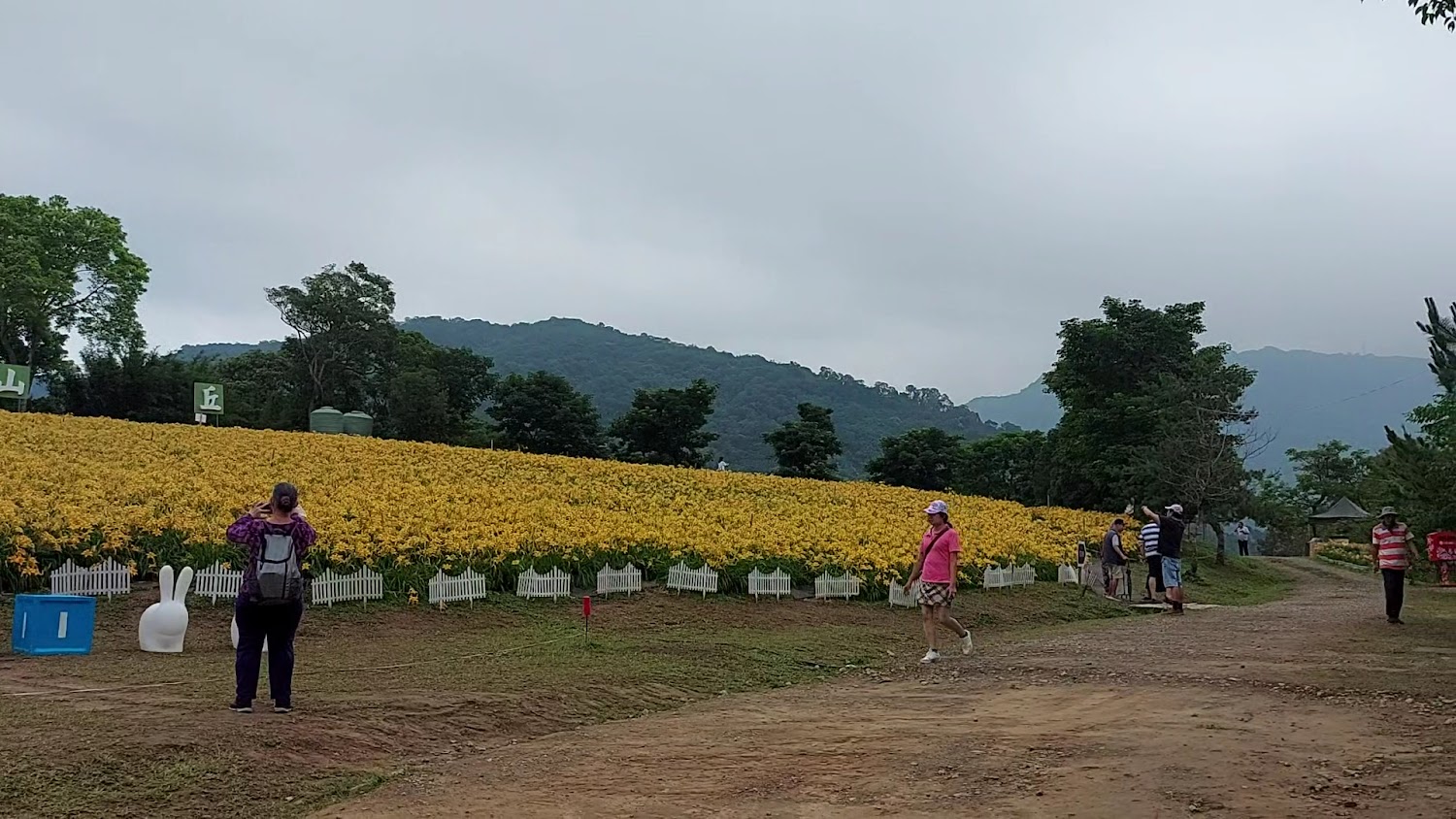 大片黃色花田周圍有樹木和山景,幾位遊客在花田旁散步和拍照
