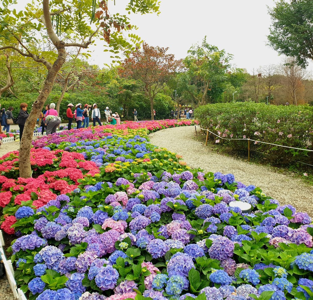 繡球花花園與遊客