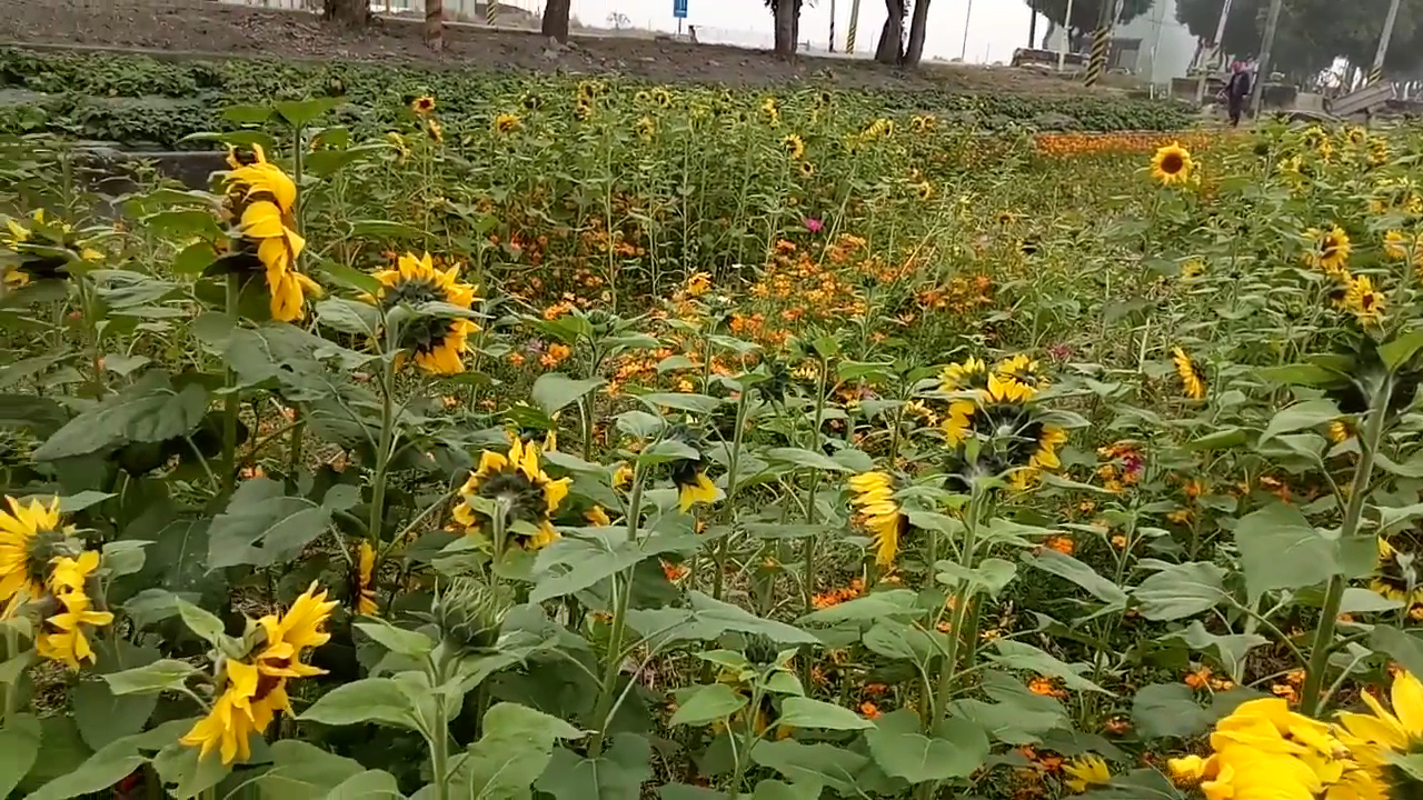 雲林莿桐孩沙里向日葵花田景觀