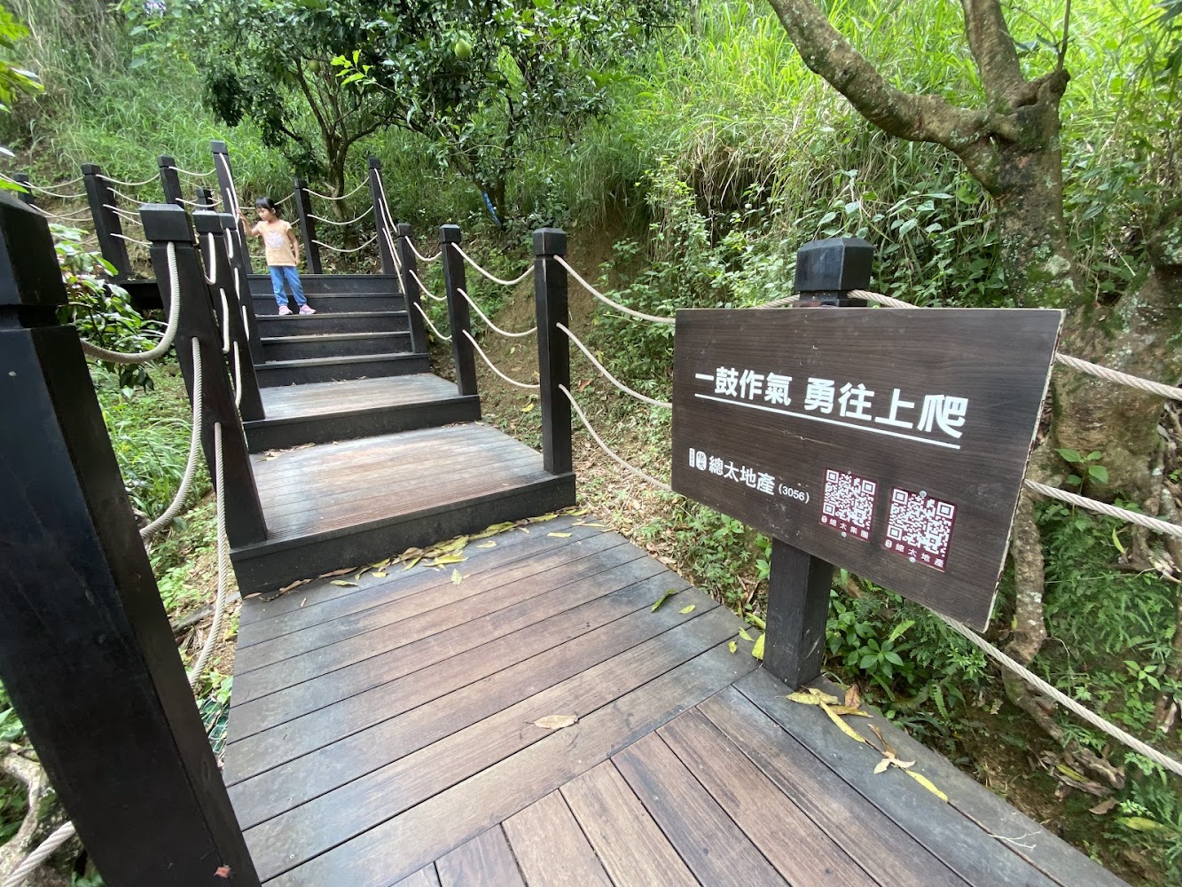 大坑九號登山步道木製樓梯與森林環境