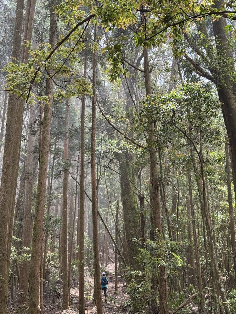 金柑樹山森林步道與健行者