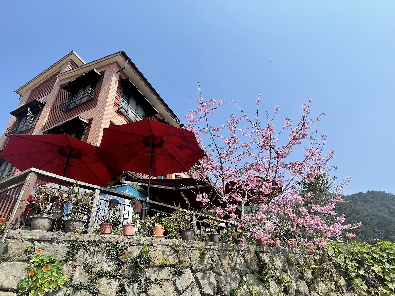 水社寮驛棧木造建築仰角，山櫻花盛開，春季嘉義竹崎賞花景點