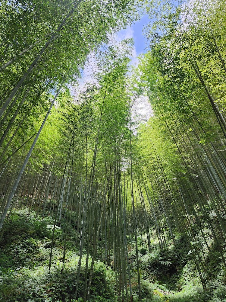 草嶺石壁森林療癒園區竹林陽光灑落