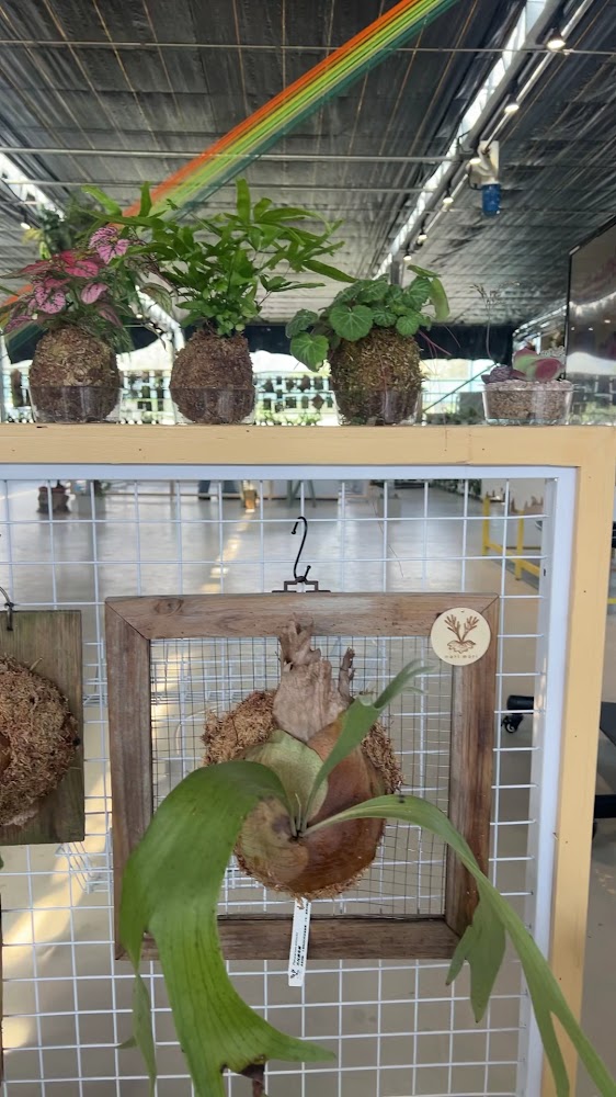 多種苔球植物與鹿角蕨展示於溫室空間