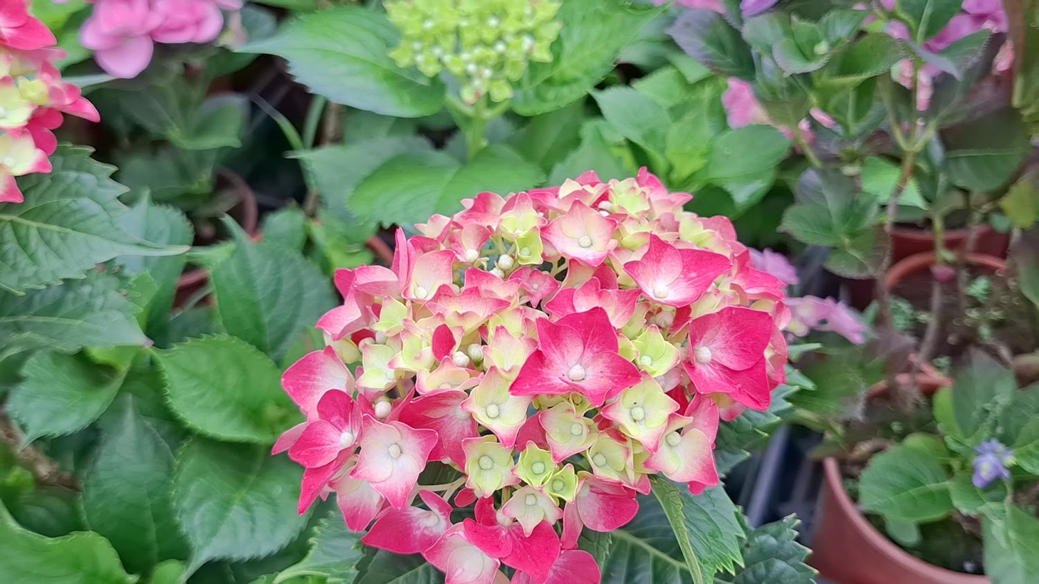 粉紅繡球花近景與盆栽造景