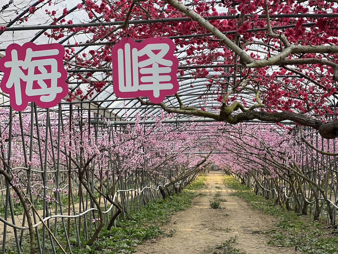 梅峰農場花卉溫室與花海