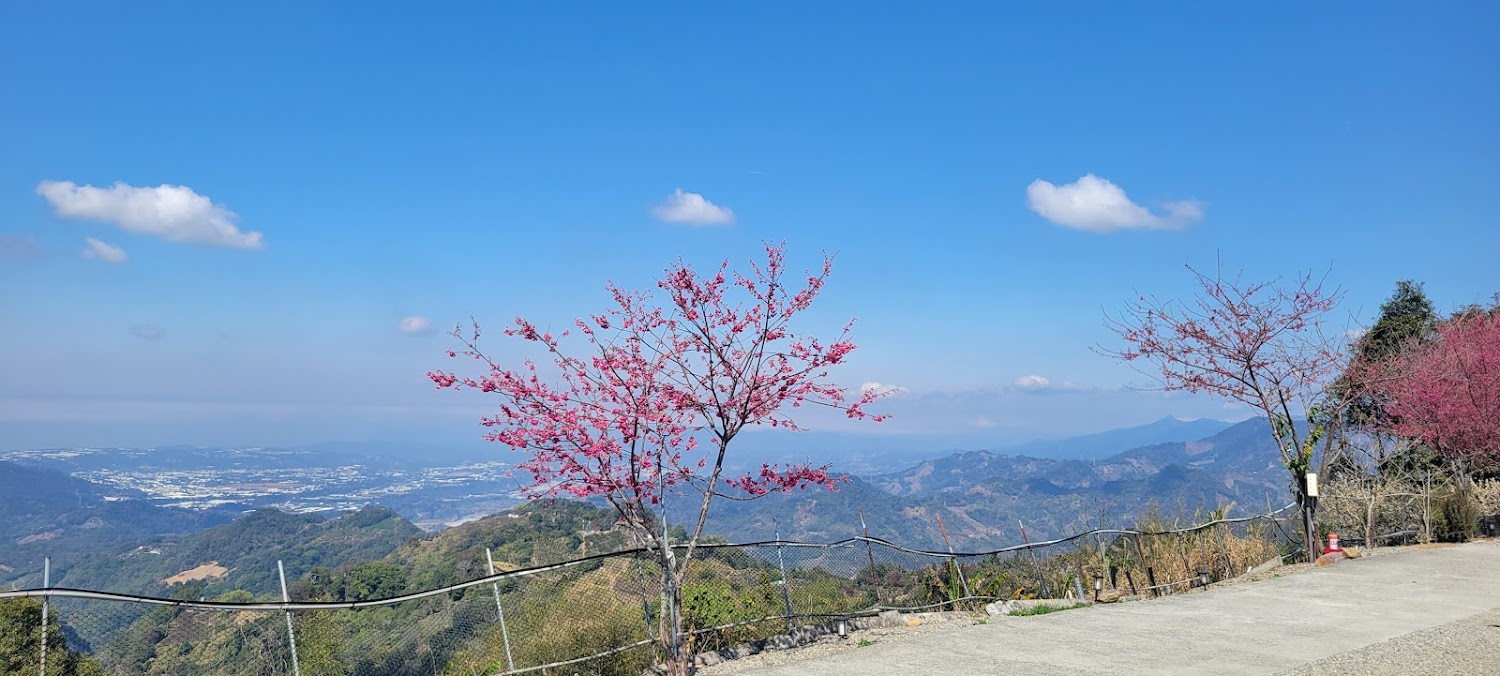 富柿山櫻花與山景