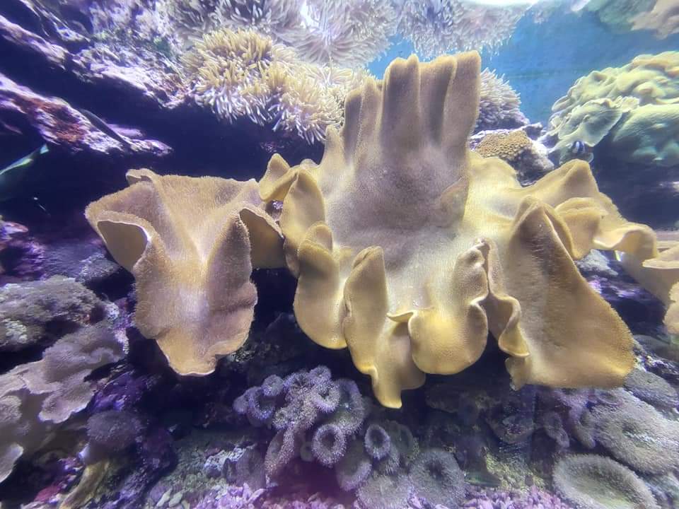黃色葉狀珊瑚與多樣珊瑚景觀