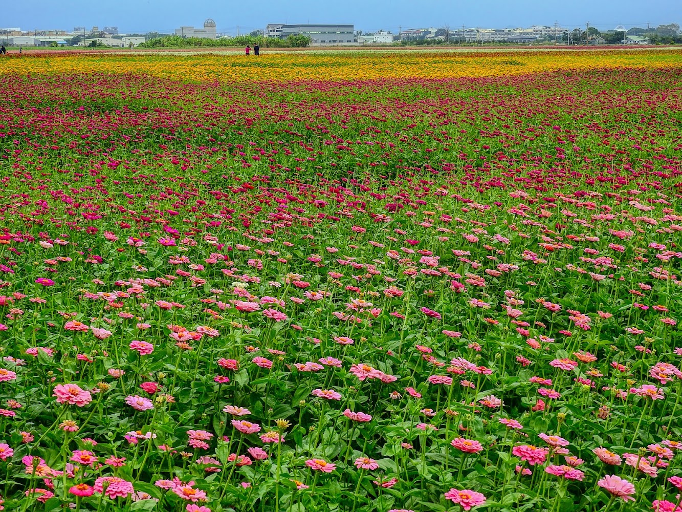 玉山路花海多色花田