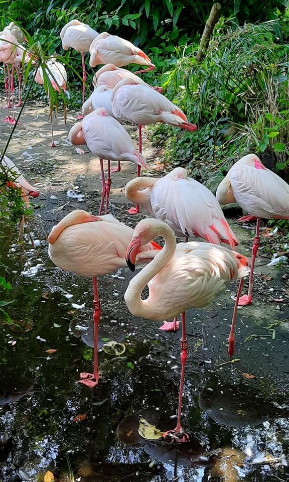 臺北市立動物園鳥園火鶴群
