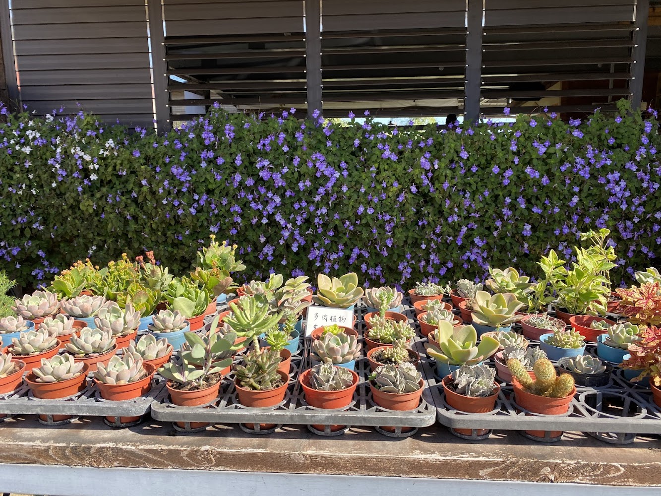 29號花園多肉植物展示桌
