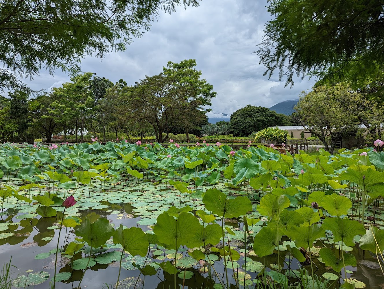 知卡宣綠森林親水公園荷花池