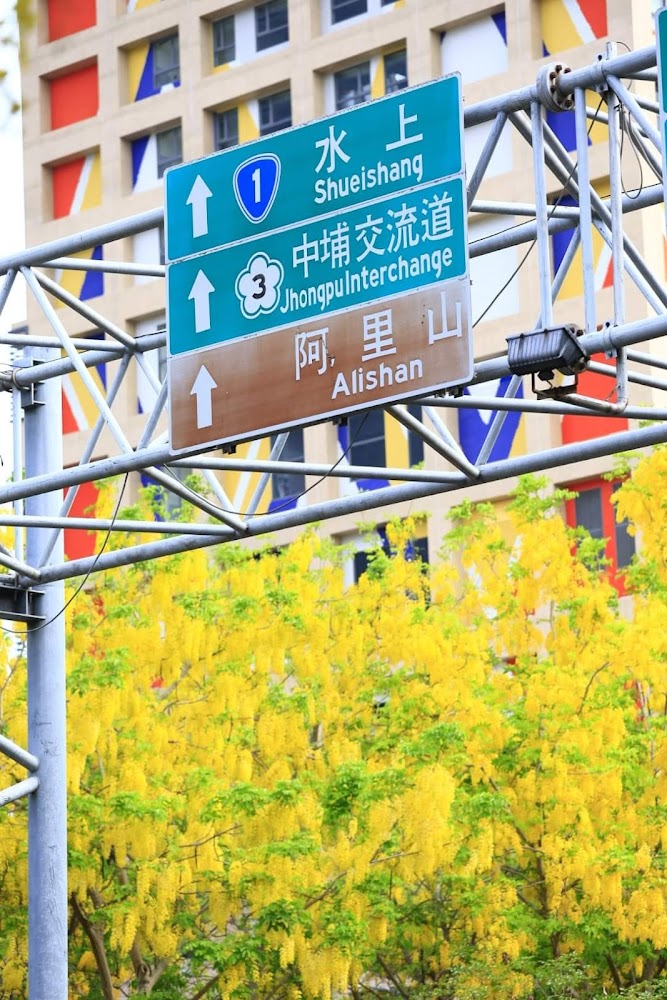 交通指示牌後方的黃花樹與彩色建築