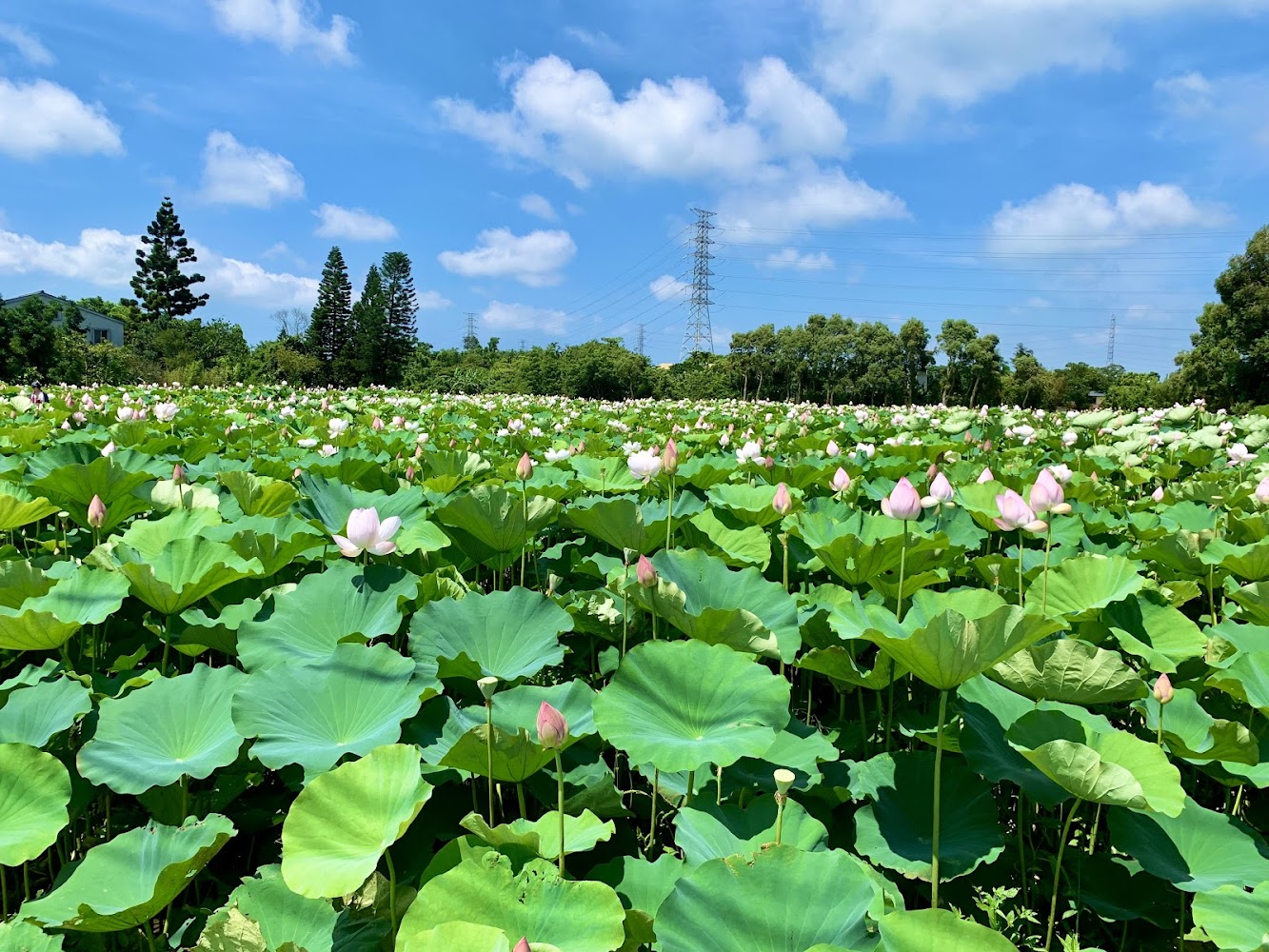 桃園蓮花節主會場大片蓮花田