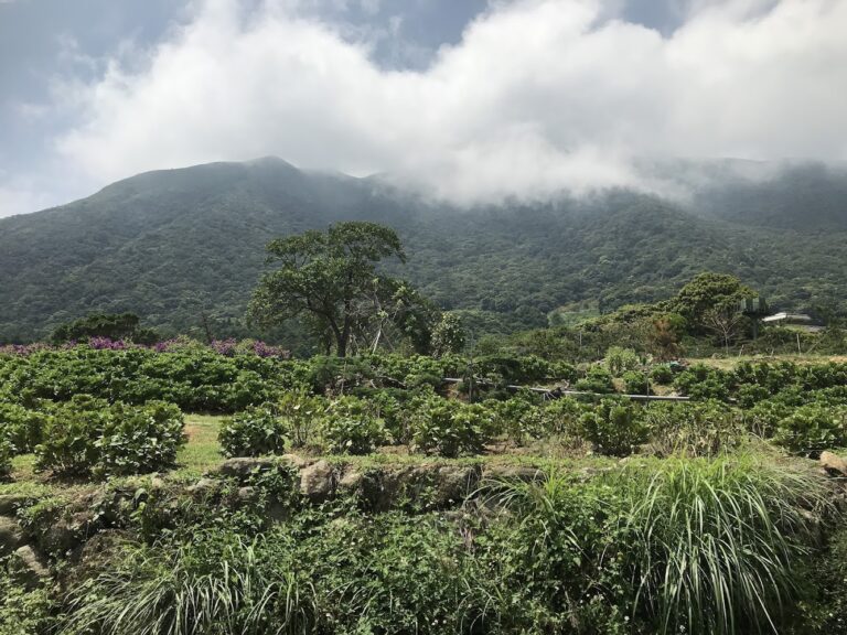 竹子湖山林田野與雲霧景觀