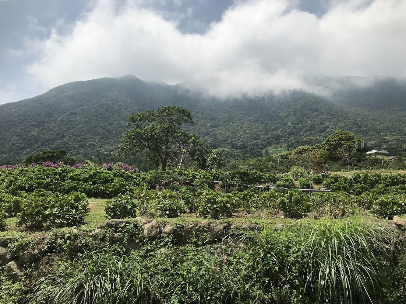 竹子湖山林田野與雲霧景觀