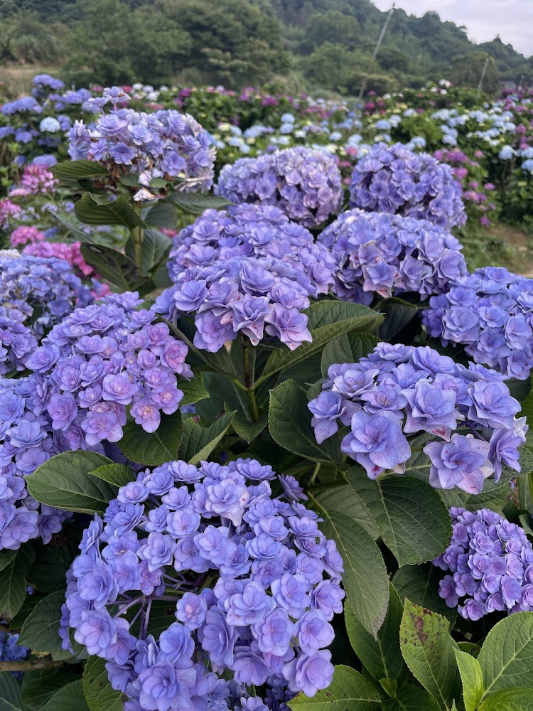 高家繡球花田水尾第二園區紫色繡球花海