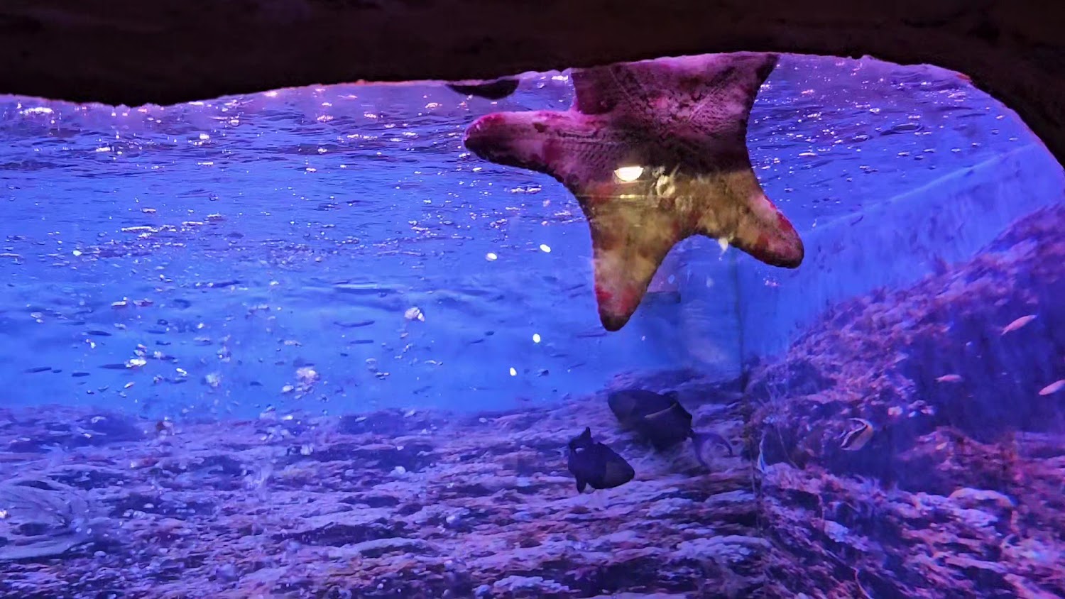 館內水族箱與海星展示