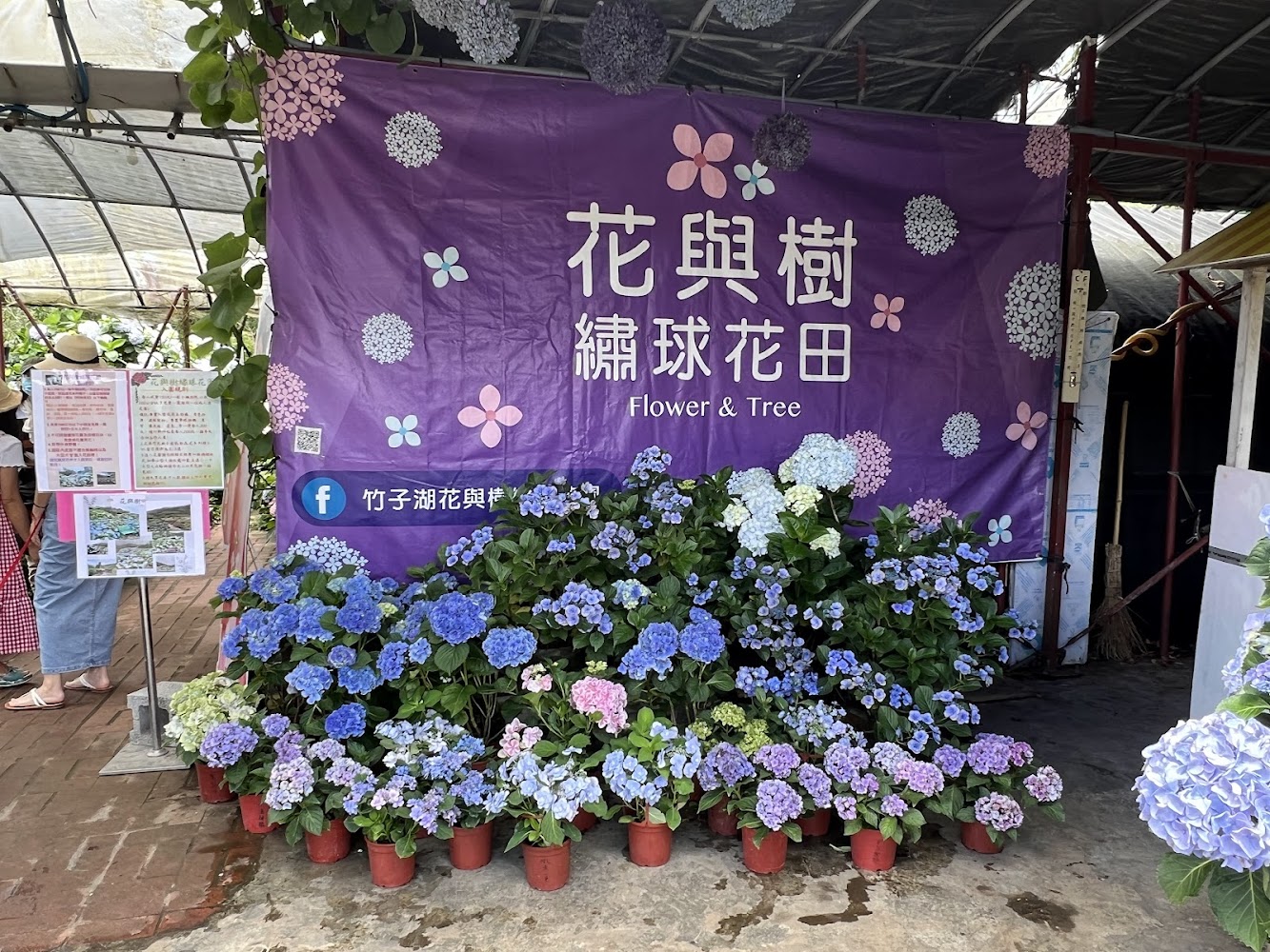 白色洋裝女子站在繽紛繡球花園中背影照