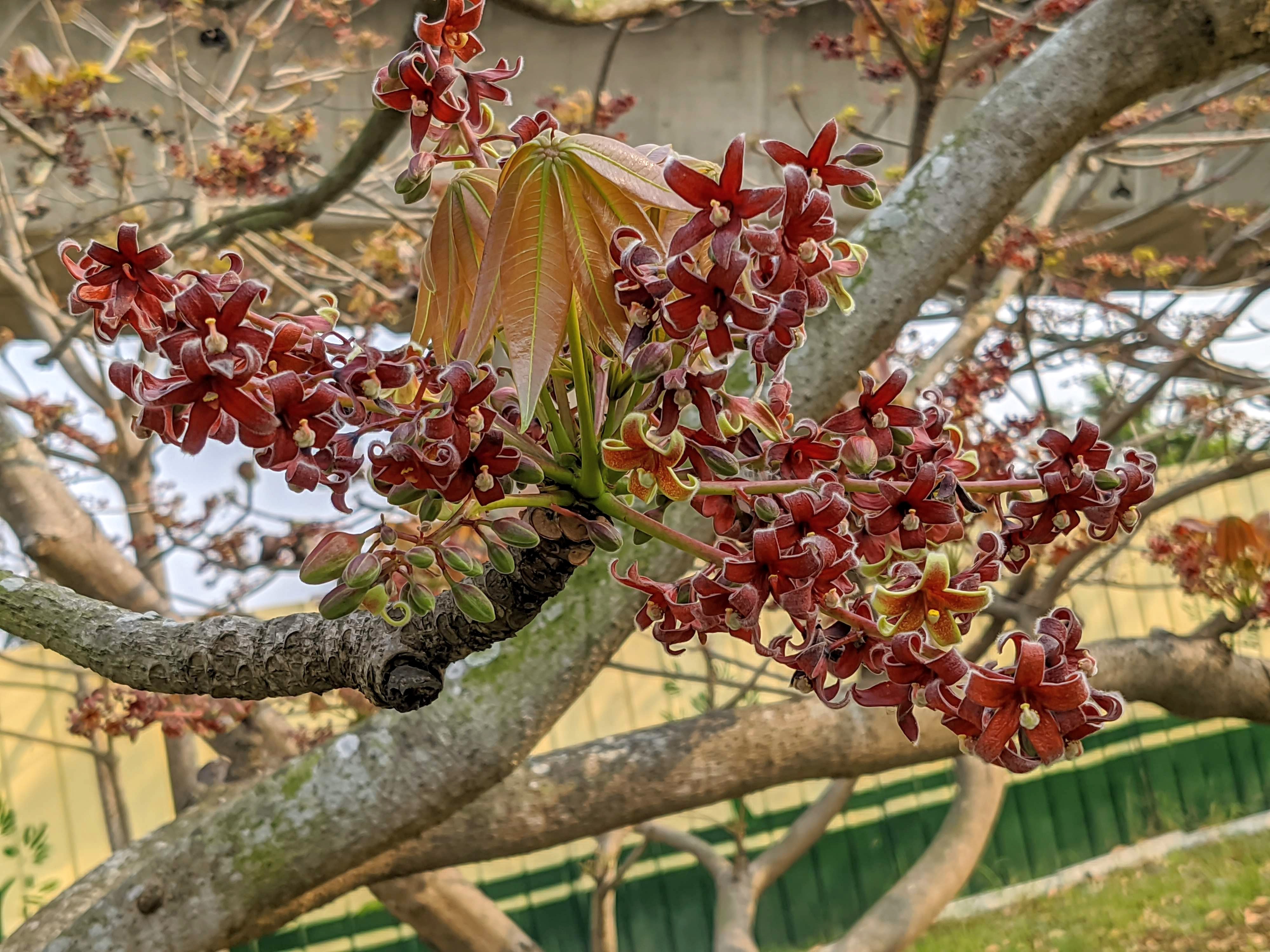 紅色花朵與嫩葉特寫