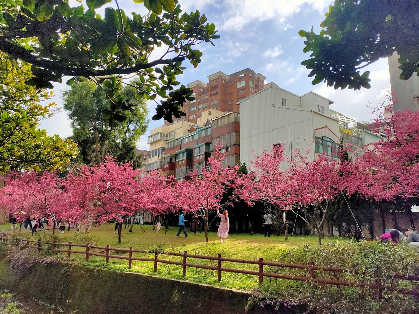 莒光環保公園白天櫻花盛開與民眾散步