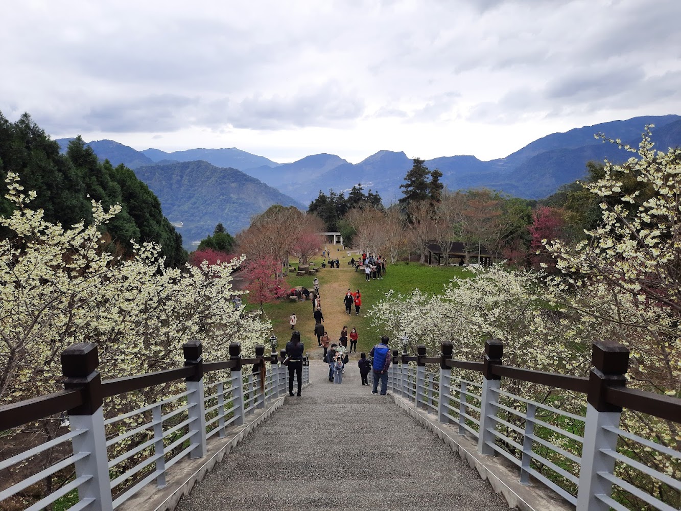 寒溪呢花樹、草地與山景。