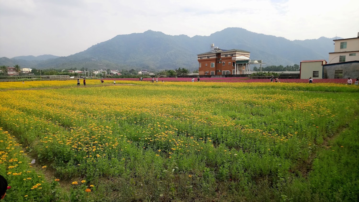 一大片盛開的黃色花田,田間有遊客賞花,背景有紅磚建築與山景