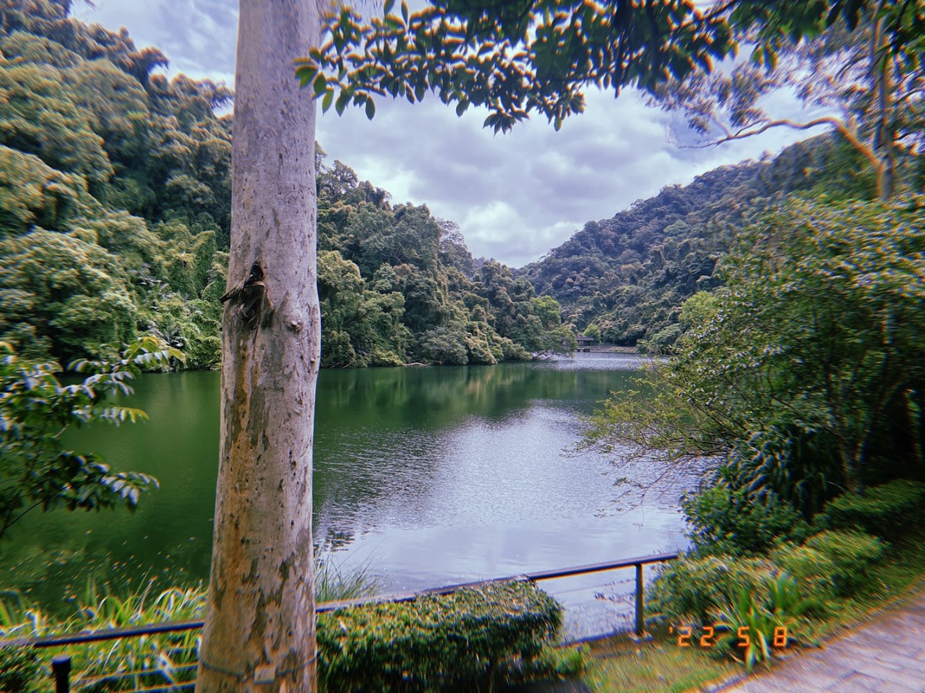 後慈湖秘境步道旁大樹與欄杆景觀