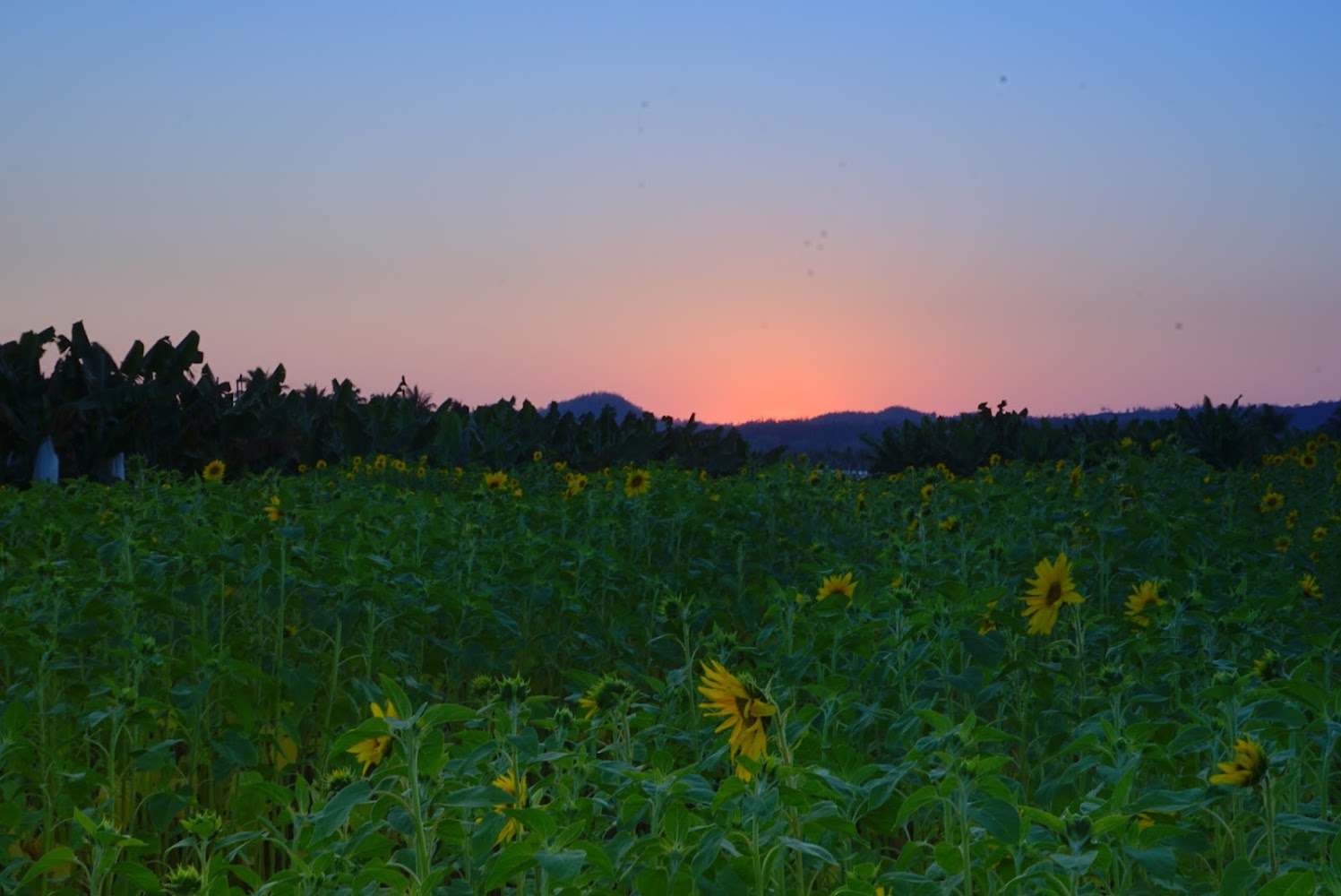 廣闊向日葵花田與夕陽餘暉,遠方有樹林和低矮山丘