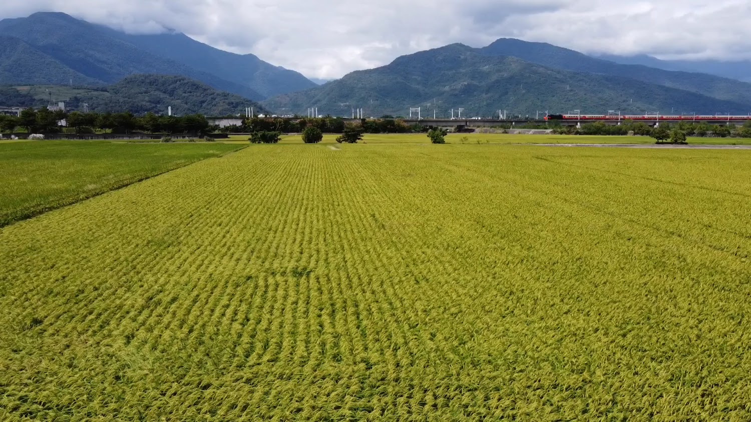 東里舊車站稻田與火車景色
